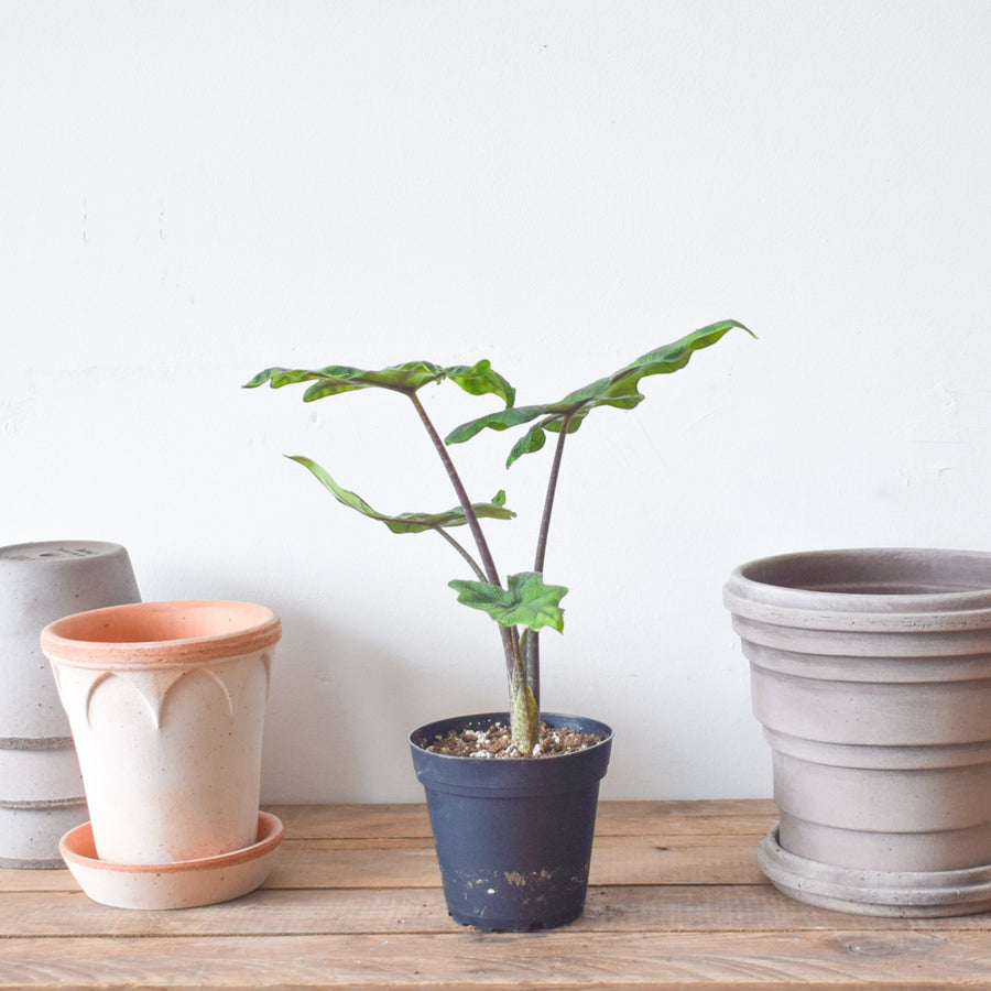 Alocasia Jacklyn