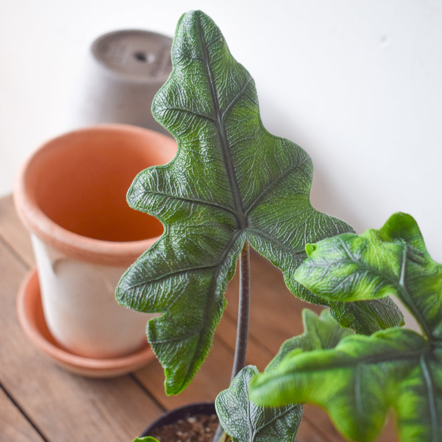 Alocasia Jacklyn