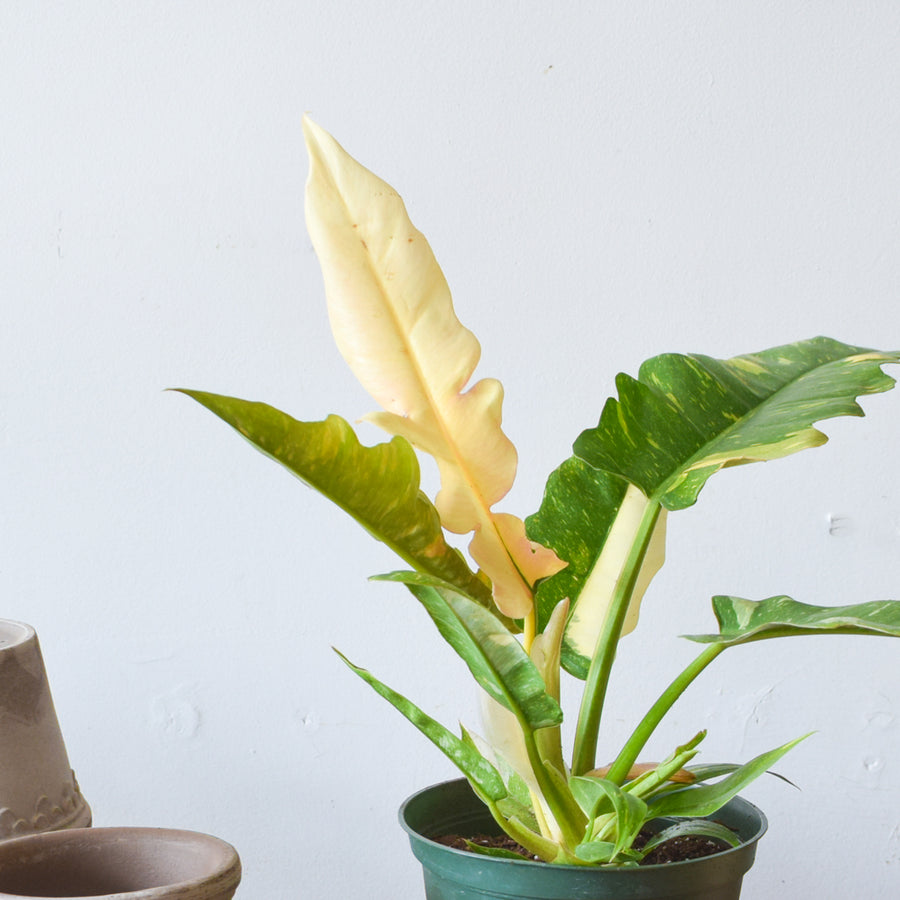 Philodendron Ring of Fire Variegated