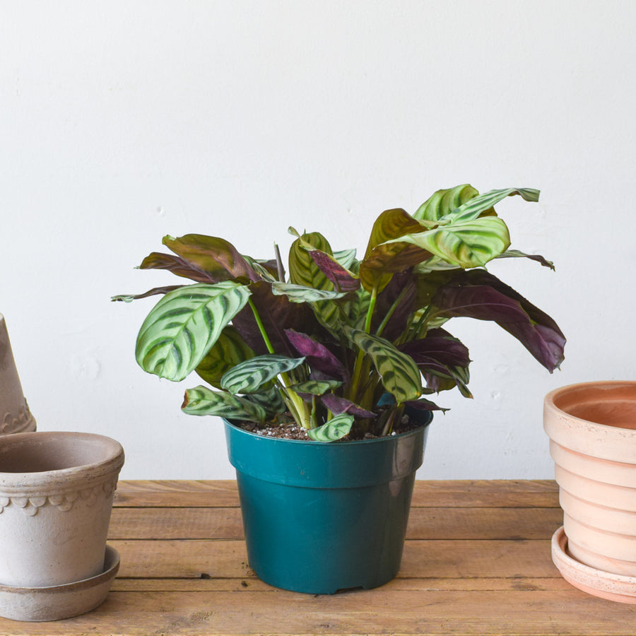 Calathea Burle Marx