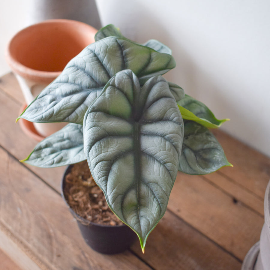 Alocasia Silver Dragon