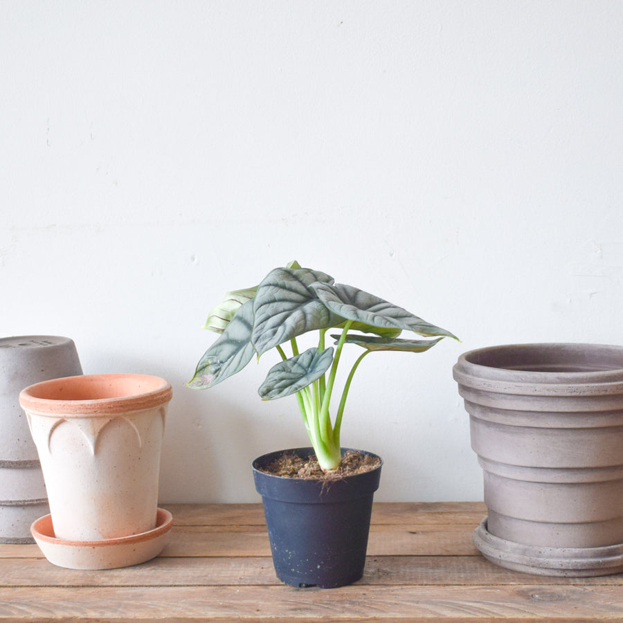 Alocasia Silver Dragon