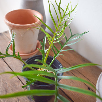 Philodendron Tortum