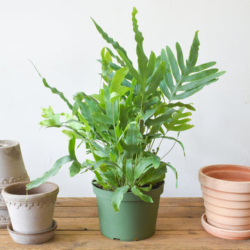 Blue Star Fern