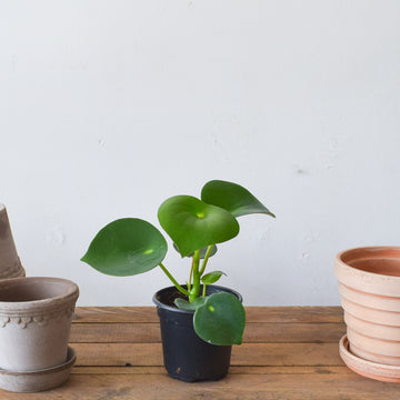 Peperomia Raindrop
