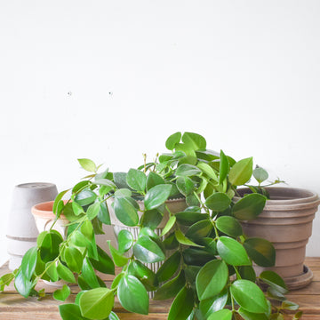 Lipstick Plant Mona Lisa