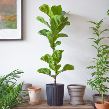 Fiddle Leaf Fig Bambino