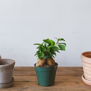 Ficus Ginseng Bonsai