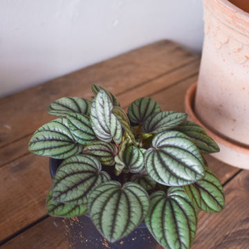 Peperomia Piccolo Banda