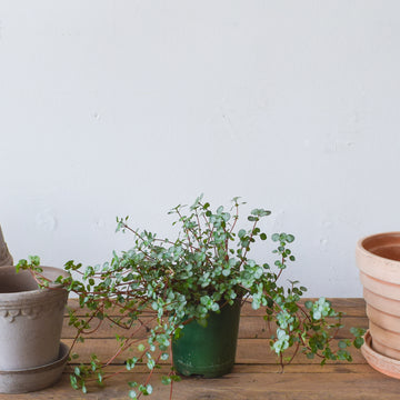 Pilea Aquamarine