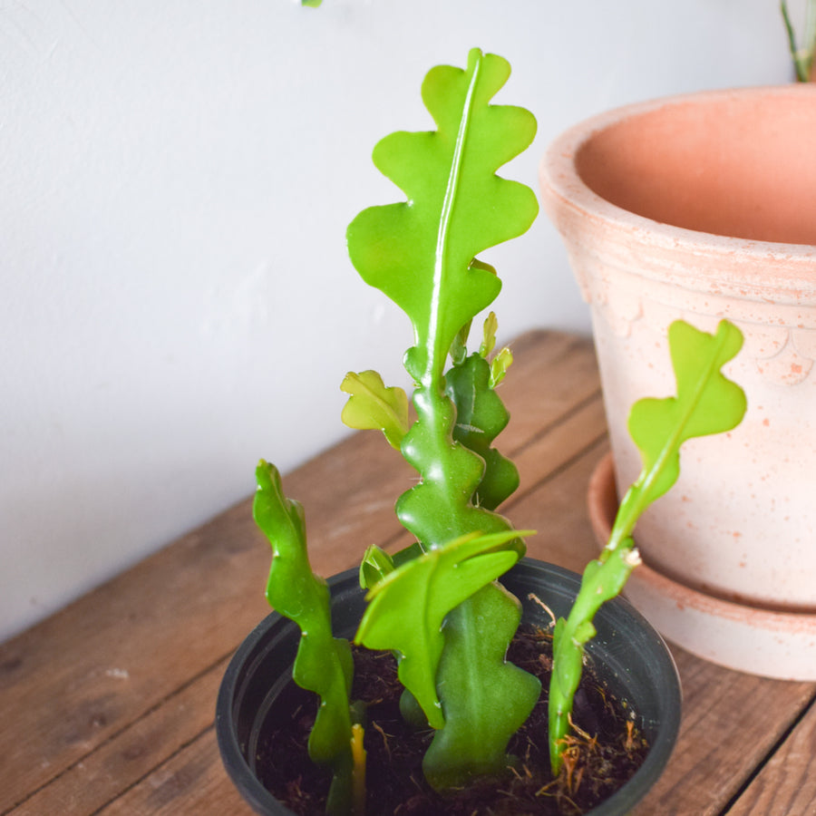 Fishbone Cactus