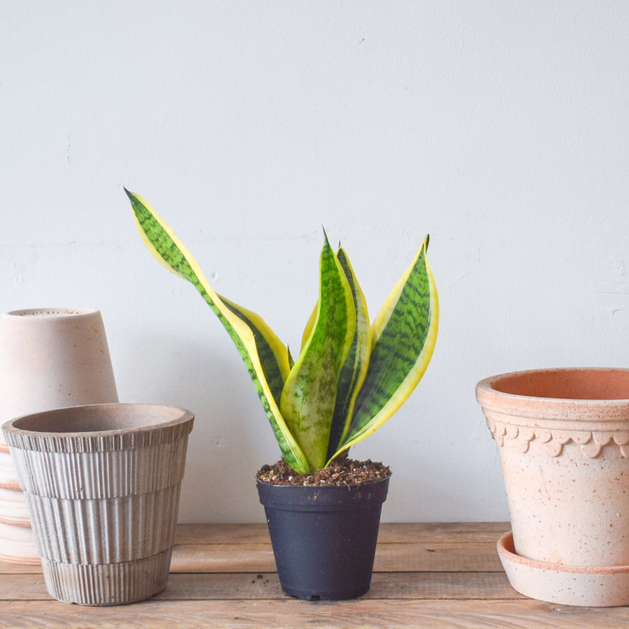 Sansevieria Futura