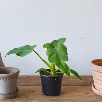 Philodendron Tahiti