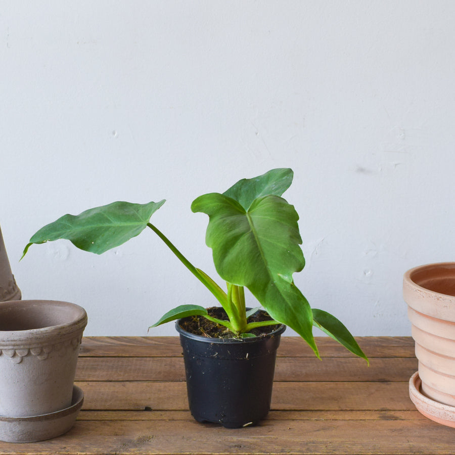 Philodendron Tahiti