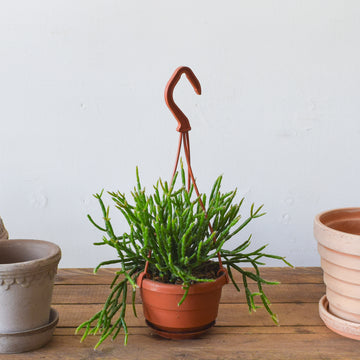 Rhipsalis Baccifera