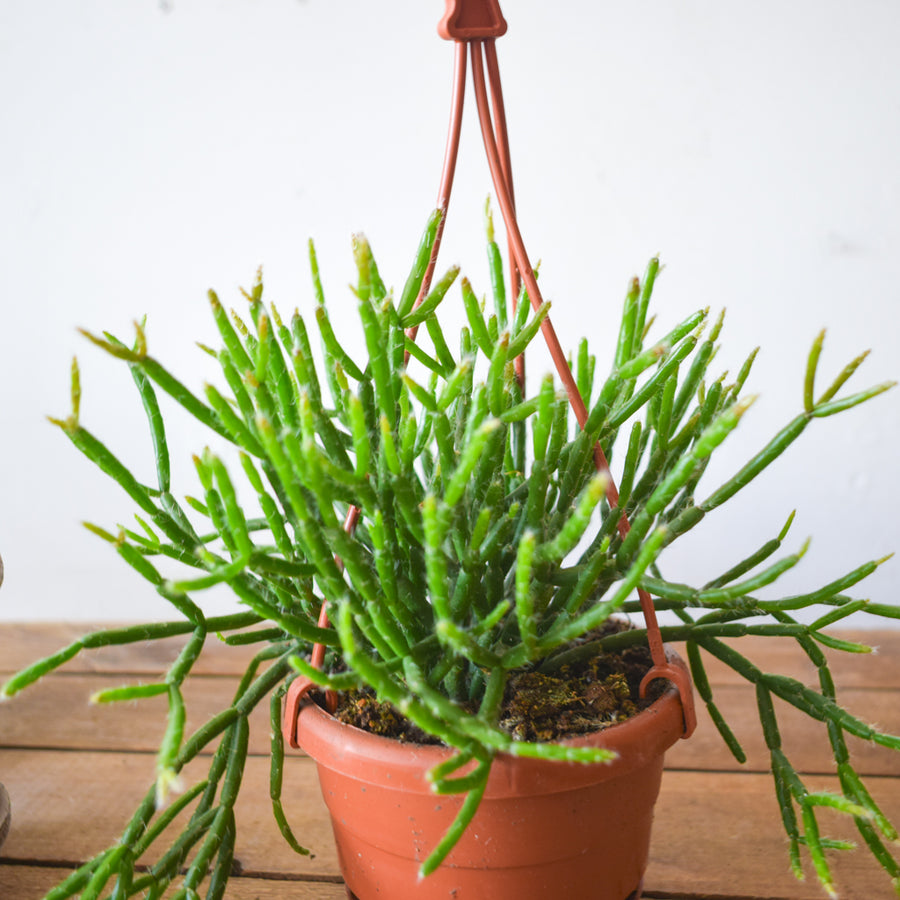 Rhipsalis Baccifera
