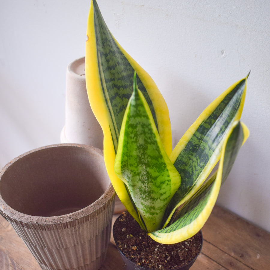 Sansevieria Futura