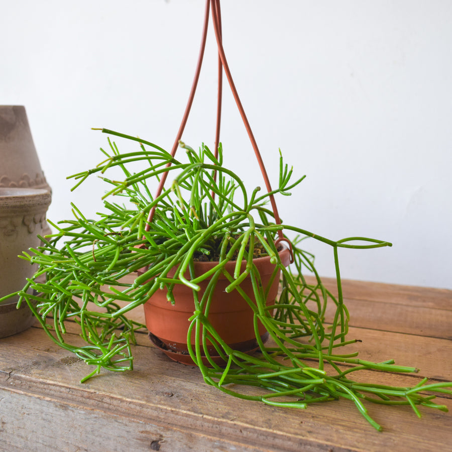 Rhipsalis Baccifera