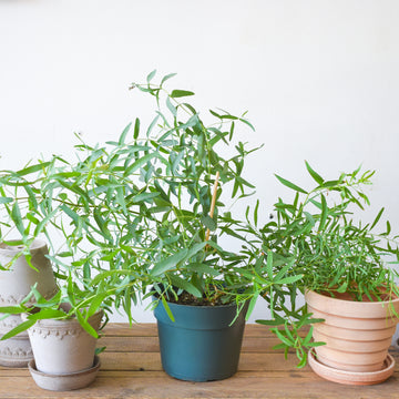 Willow Eucalyptus