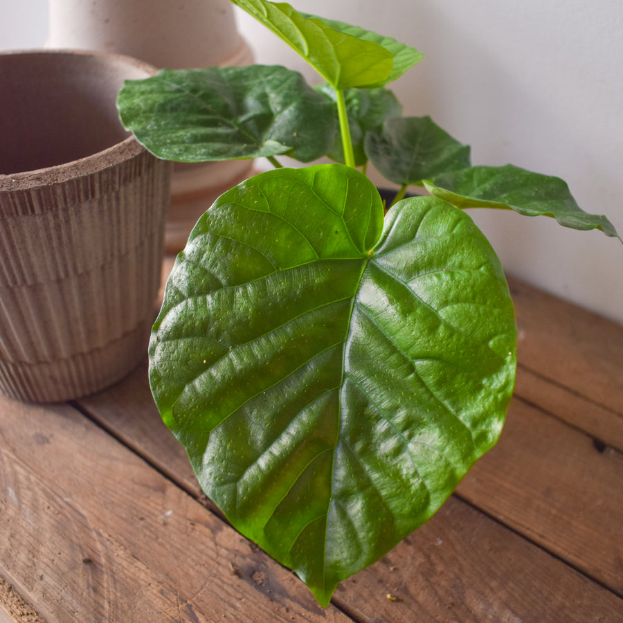 Ficus Umbellata