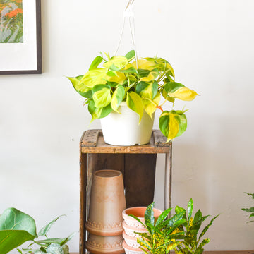 Plants – Page 2 – Plant Society Toronto