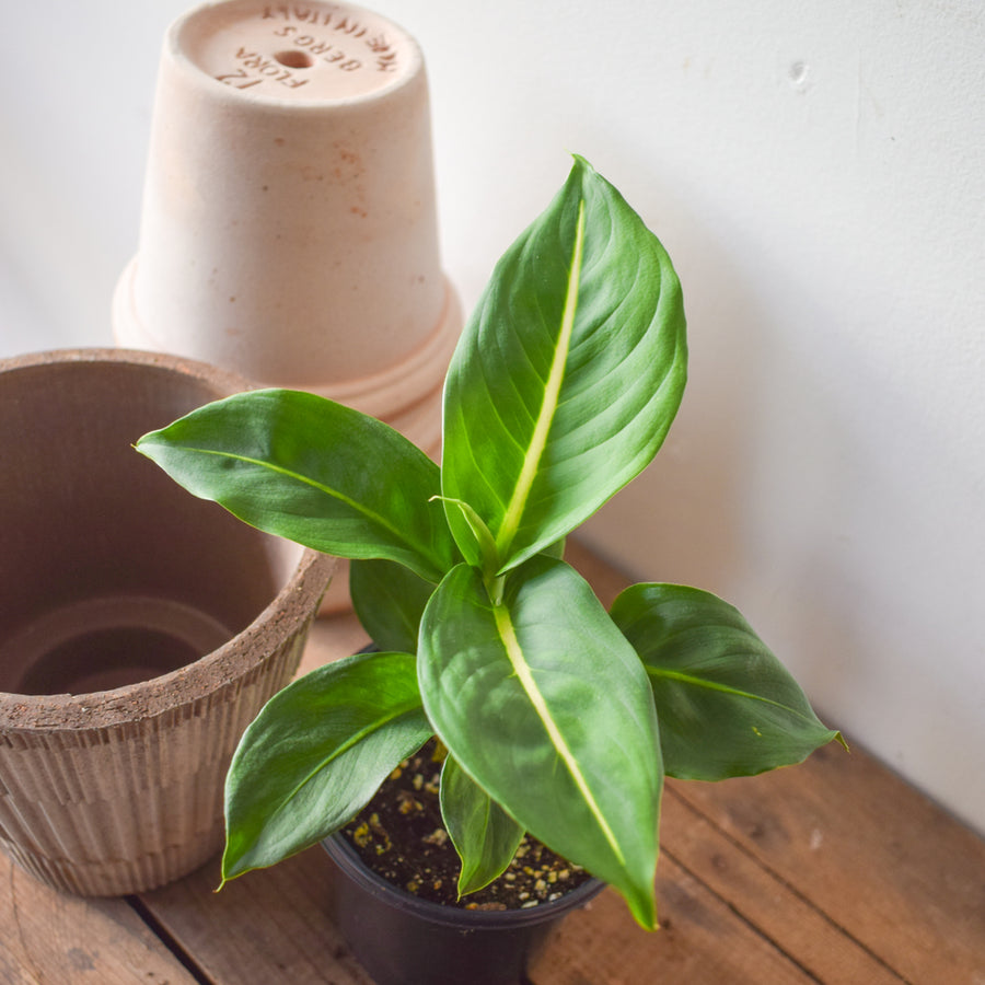 Dieffenbachia Green Magic