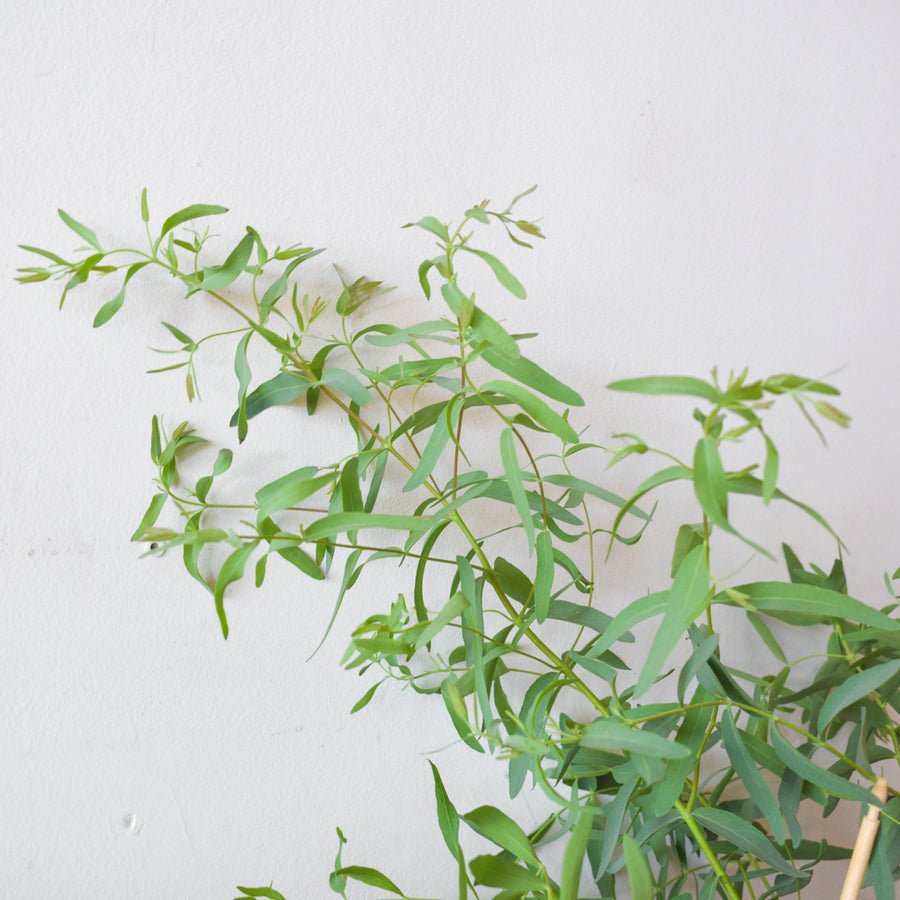 Willow Eucalyptus