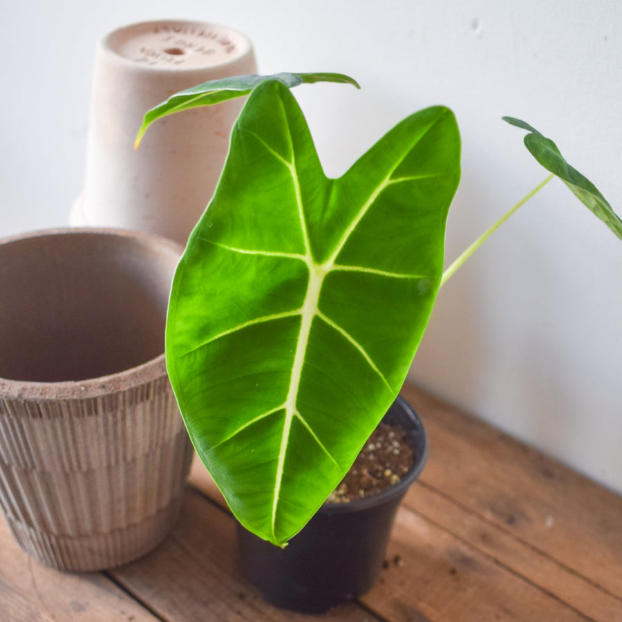 Alocasia Frydek