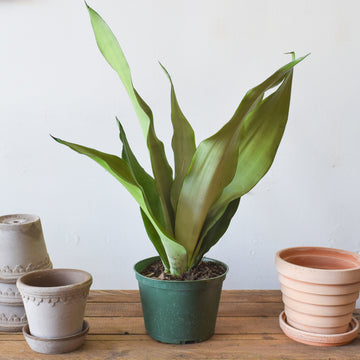 Sansevieria Moonshine