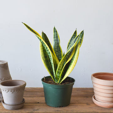 Sansevieria Futura