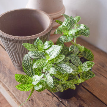 Fittonia (Nerve Plant)