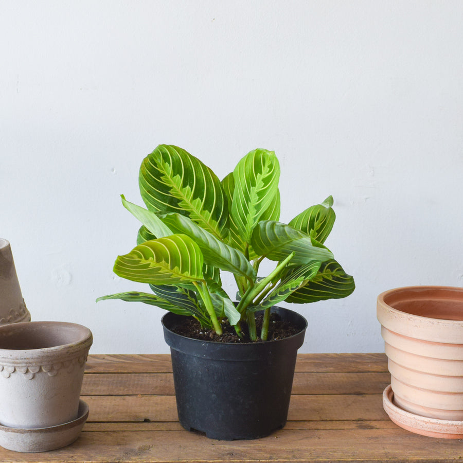 Maranta Prayer Plant