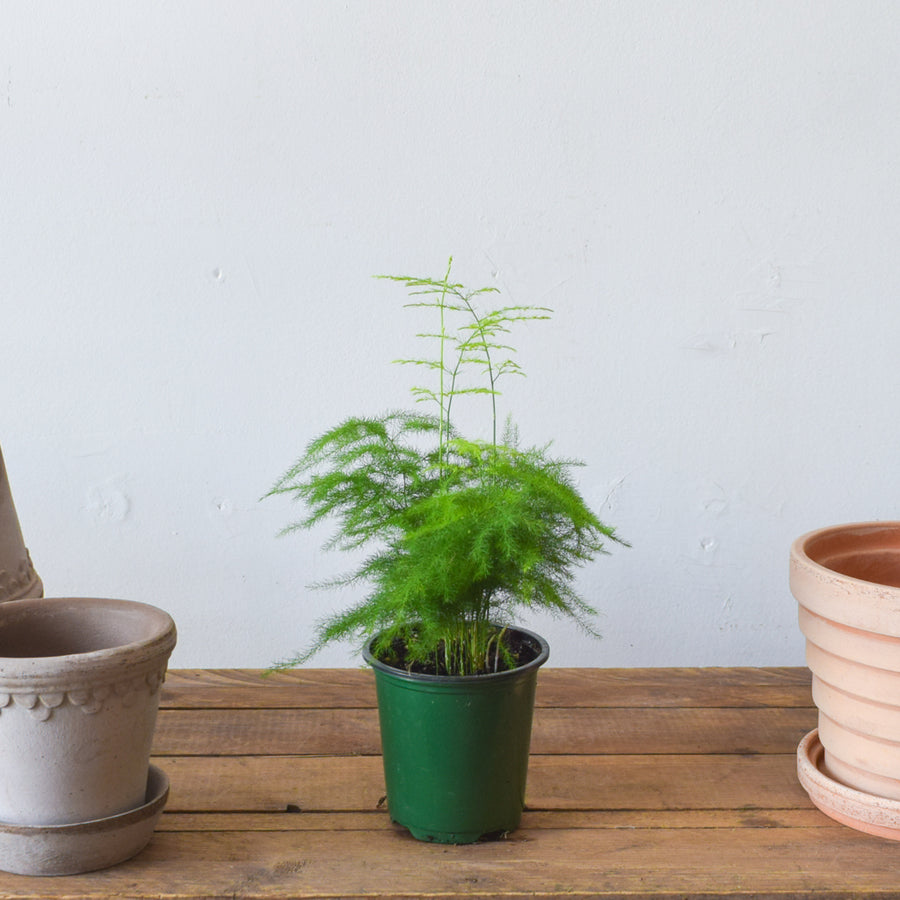 Asparagus Fern