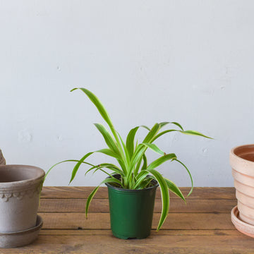 Spider Plant Reverse Variegation