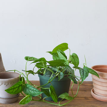 Monstera Siltepecana