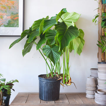 Philodendron Pelatum