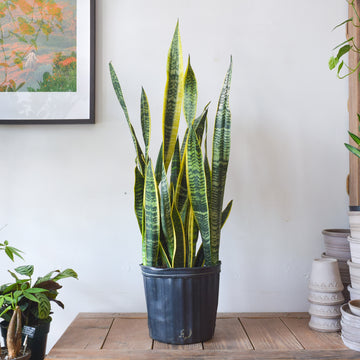 Sansevieria Laurentii