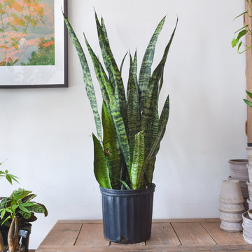 Sansevieria Zeylanica
