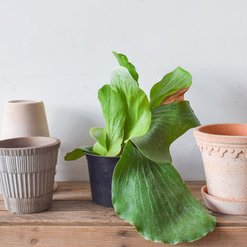 Staghorn Fern Elephantotis