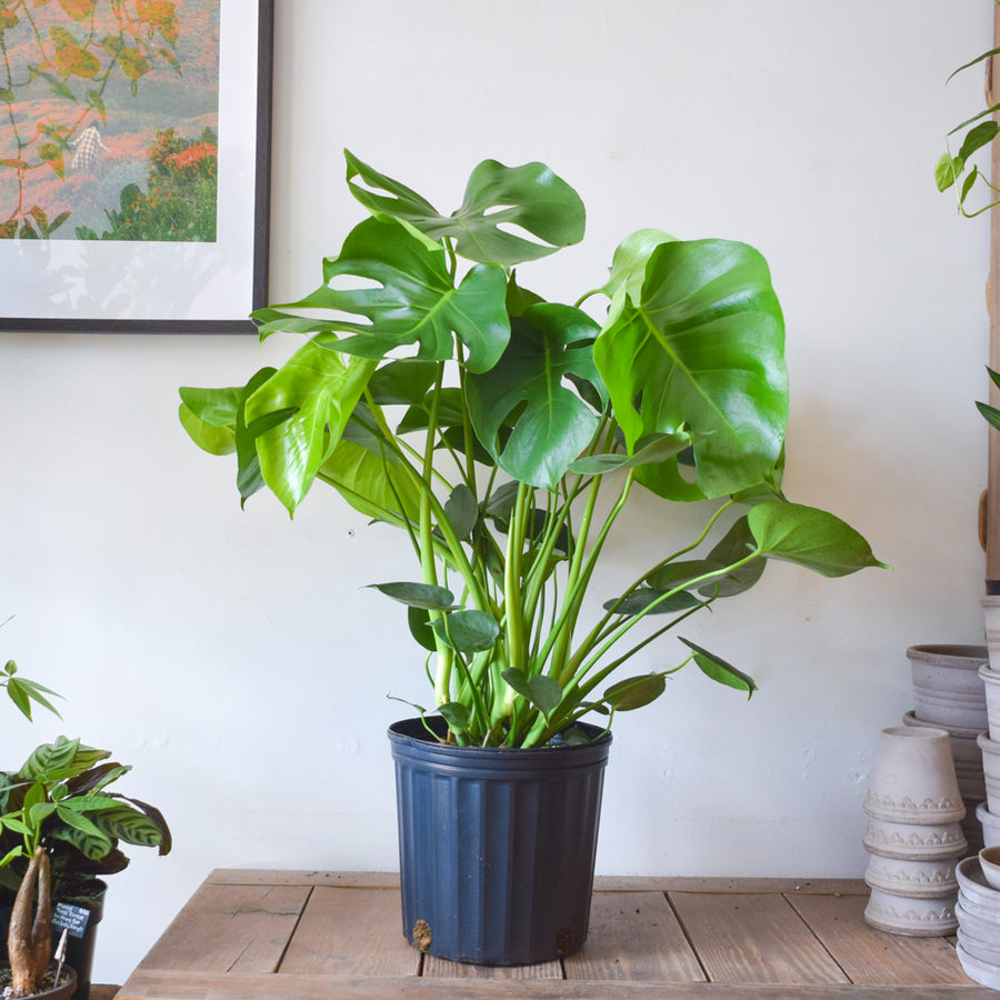 Monstera Deliciosa