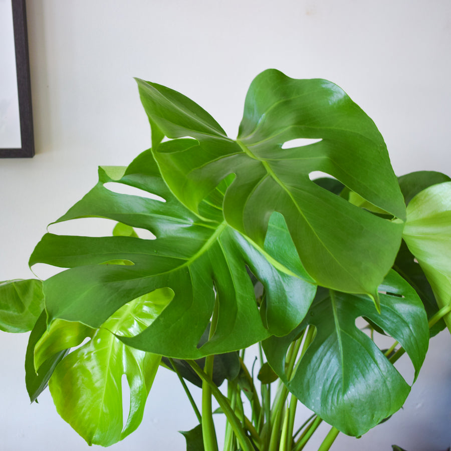 monstera height Monstera Deliciosa – Plant Society Toronto