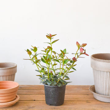 Goldfish Plant Black Gold