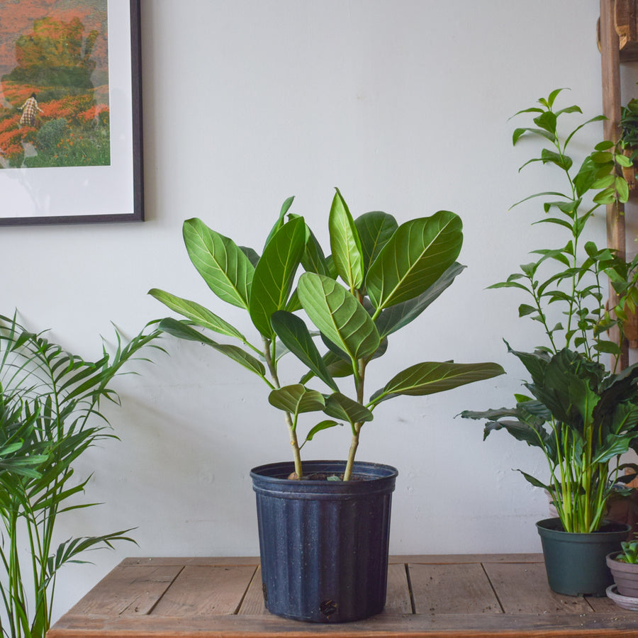 Ficus Audrey Bush