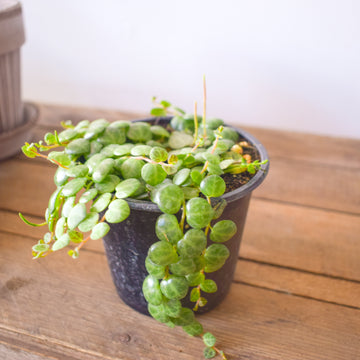 String Of Turtles