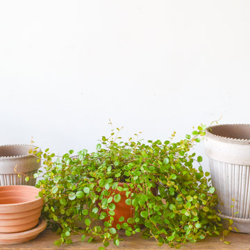 Wire Vine