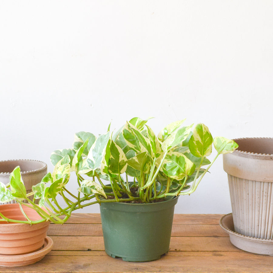 Pothos N'Joy