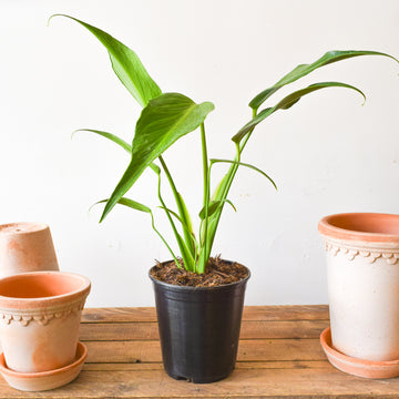 Plants – Page 2 – Plant Society Toronto