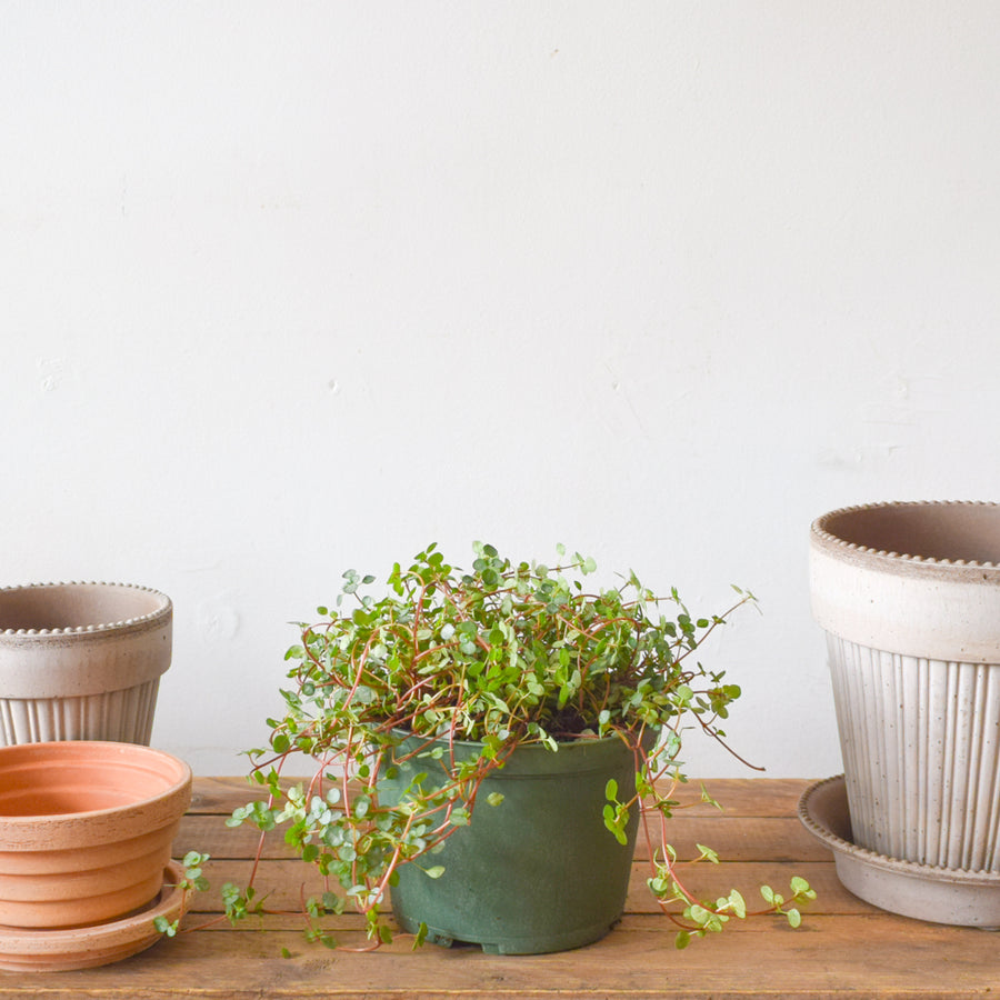 Pilea Aquamarine