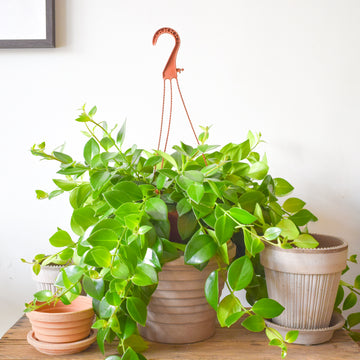 Lipstick Plant Mona Lisa