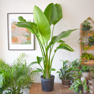 Bird Of Paradise (White Strelitzia Nicolai)